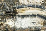 Mammoth Molar Slice With Case - South Carolina #291113-1